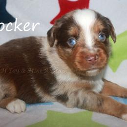 Rocker - Red merle male Miniature American Shepherd puppy in Godley, Texas from Flying H Toy and Mini Aussies