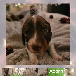 Boy 2 - male Dachshund puppy in Saginaw, Michigan from Emily Humpert