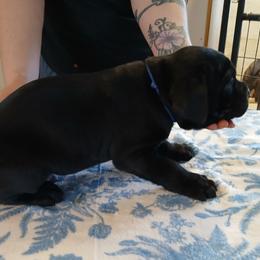 Blue collar - Black male Cane Corso puppy in Los Lunas, New Mexico from Top Gun Kennels NM