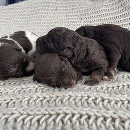 Bernedoodle Puppies from Boutique Bernedoodles & Co.