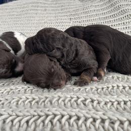 Bernedoodle Puppies from Boutique Bernedoodles & Co.
