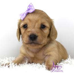 Lollipop - Cream Dachshund puppy in Flint, Texas from Legacy Lane Dachshunds