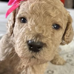 Miss Pink Collar - Cream female Poodle puppy in Screven, Georgia from Dreamland Standard Poodles