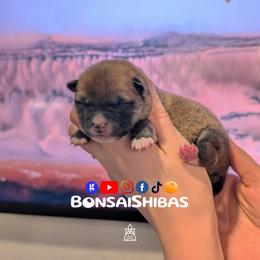 KINU - Red male Shiba Inu puppy in Minnesota from BonsaiShibas