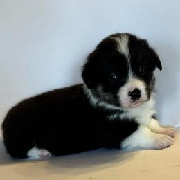 Joey - Black and tan male Pembroke Welsh Corgi puppy in Creston, Iowa from GSF Pembroke Welsh Corgis