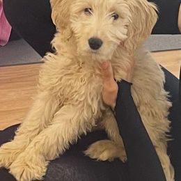 16 WEEKS OLD FROSTY Blue Collar Female - Cream Goldendoodle puppy in Brooklyn, New York from Lyon and Luna Goldendoodles Bernedoodles