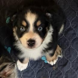 Bobalouie - Black tri male Miniature Australian Shepherd puppy in Myakka City, Florida from Gable A Aussies