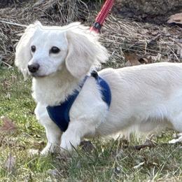 FALKOR - Dachshund
