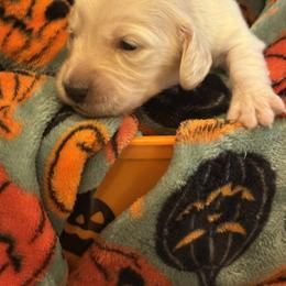Marie - Cream female Dachshund puppy in Vancouver, Washington from Cascade Minis