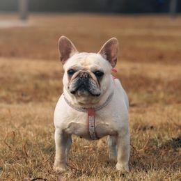 Tiny - French Bulldog