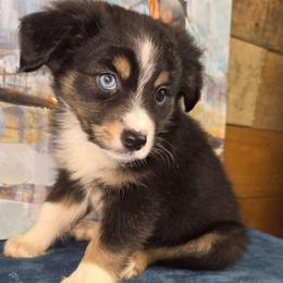 River - Black tri female Miniature Australian Shepherd puppy in Citra, Florida from Southpaw Herders LLC