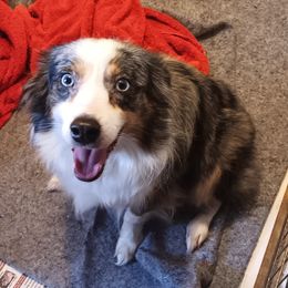Miniature Australian Shepherd puppies from Mike & Josh Mini & Toy Aussies