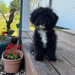 Finn - Black and white male Aussiedoodle puppy in Hopkins, Missouri from Mowry Creek Mini Aussiedoodles and More