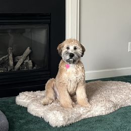 Soft Coated Wheaten Terrier Puppies from Warzalas wheatens