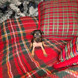 Reese - Black and tan male Russian Toy puppy in Citrus Heights, California from Domik of love