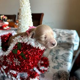 Silvermist - Cream female Dachshund puppy in Molino, Florida from Dooney's Dachshunds
