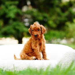 Ellie - Red  female Goldendoodle puppy in Washington from Doodle Love