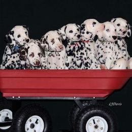 Dalmatian puppies from Stagecoach Dalmatians