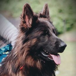 Kain - German Shepherd