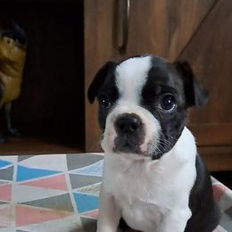 Boston Terrier Puppies from Kingston Boston Terriers