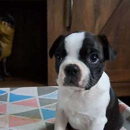 Boston Terrier Puppies from Kingston Boston Terriers