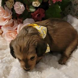 Dachshund Puppies from CLARK'S BREEDING PROGRAM