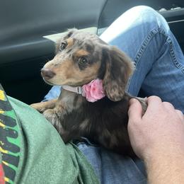 Dachshund Puppies from Lee’s Legendary Lines