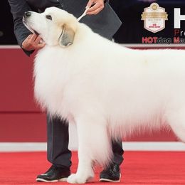 Great Pyrenees from Wahoo Creek Great Pyrenees