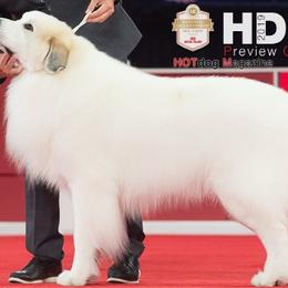 Great Pyrenees from Wahoo Creek Great Pyrenees