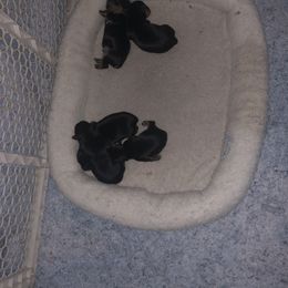 Yorkshire Terrier Puppies from Cindy's Yorkshire Terriers