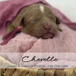 CHEVELLE- Hot pink collar - Red  female Goldendoodle puppy in Watertown, New York from True Friend Doodles