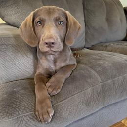 Yellow Boy - Brown male Chesapeake Bay Retriever puppy in Dallas, Texas from Cedar Ridge Chessies