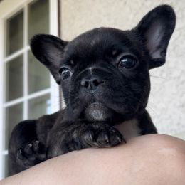French Bulldog Puppies from Divine French Bulldogs