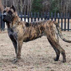 Perro de Presa Canarios from MidwestPresa