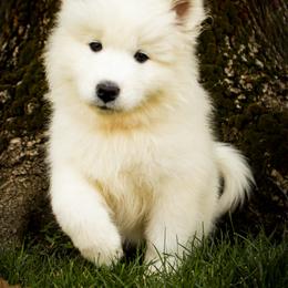 Samoyed Puppies from Carriage Court Kennels