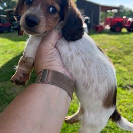 Cole - Piebald male Dachshund puppy in Aurora, Missouri from Baileys Precious Puppies
