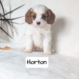 Horton - Blenheim male Cavapoo puppy in Amboy, Indiana from Wag'in Tails