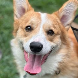 Kiko - Pembroke Welsh Corgi