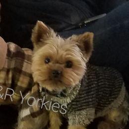 Yorkshire Terriers from R&R Yorkies of San Antonio
