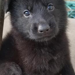 German Shepherd Puppies from B & R Kennel