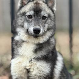 June - Gray and white female Siberian Husky puppy in Mechanicsville, Virginia from Shinko Siberians