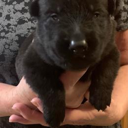 Male 3 - Black male German Shepherd puppy in Effingham County, Illinois from Delaney Working Dogs