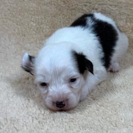 Jayden - White and black female Pembroke Welsh Corgi puppy in Stillwater, Oklahoma from Steele Family Farms