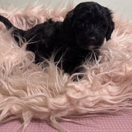 Rolli - Black male Maltipoo puppy in Tomball, Texas from Angela Hurd's Maltipoos