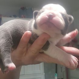 Companion Cross and French Bulldog Puppies from Legends Frenchton's, French Bulldogs & French Bullhuahua's