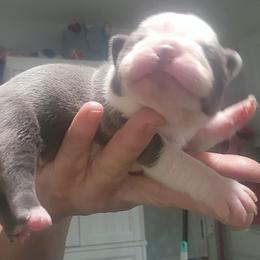 Companion Cross and French Bulldog Puppies from Legends Frenchton's, French Bulldogs & French Bullhuahua's