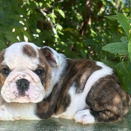 Angelica - Fawn brindle and white female Bulldog puppy in Ranger, Texas from Select Bulldogs