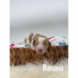 Banana - Parti male Goldendoodle puppy in Smithfield, Kentucky from KBK9 Kennels