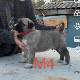 Male 4 - Fawn male Anatolian Shepherd Dog puppy in Daggett, Michigan from T&S Anatolians