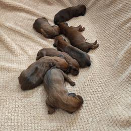 Boy 5 - Red male Redbone Coonhound puppy in Lake City, Michigan from M-42 Redbone's